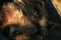 Hiccups and nausea in dogs will usually go away on their own.