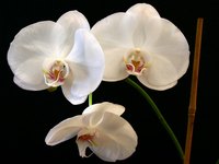 Healthy, blooming orchid