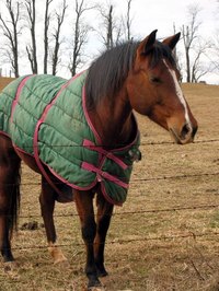 Horse blankets must fit well to avoid stress and injuries.