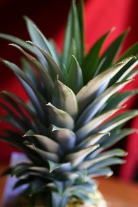 The top of a pineapple is all you need for transplanting.