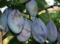 Japanese plums are delicious when eaten at their peak ripeness.