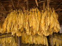 Tobacco is used as a base note in Creed Tabarome Millesime.
