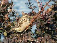 Sparrows thrive as the most common songbird in the world.
