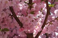 The Chinese plum is a compact tree ideal for small spaces.
