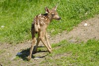 Learn how to treat a fawn with diarrhea.