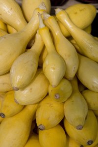 Summer squash plants yield ample harvests.