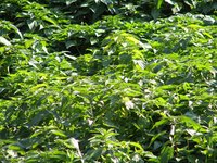 Bull Nettle is resistant to many herbicides