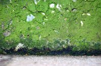 Mold, although found in nature, can be potentially hazardous when found growing indoors.
