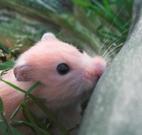 Hamsters love to play with toys that can be easily made from popsicle sticks.