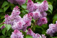 Lilacs produce beautiful clusters of fragrant flowers.