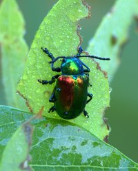 Adult Japanese beetles and their grubs can wreak havoc with gardens and lawns.