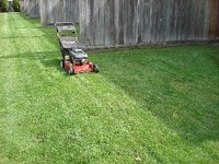 Bermuda grass is a popular turf species throughout the southern United States.