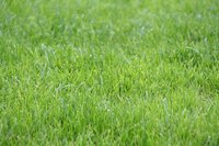 With a bit of preparation, your muddy yard can be green and lush with grass.