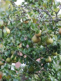 Pear trees require at least 1 inch of water each week.