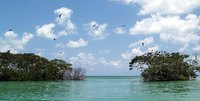 Mangrove trees
