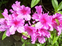 Azaleas are evergreen shrubs that grow in USDA hardiness zone 7A.