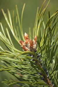 Evergreen conifers provide year-round greenery and tolerate shady conditions.