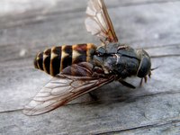 Kill flies on the farm, with homemade fly traps.