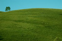 Put compost over grass seed to keep it from traveling down the steep hill.
