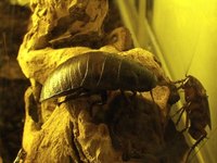 When you see one cockroach, it is usually not alone.