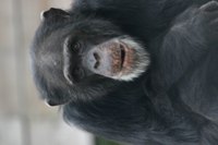 Chimps usually try to avoid a fight but will defend themselves when necessary.
