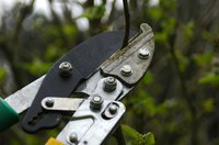 Pruning shears are used to tip prune deciduous trees and shrubs.