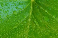The plant cells in this leaf produce glucose from carbon dioxide and water.
