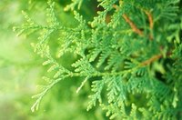 Juniper shrubs can be difficult to remove because of their weak branches