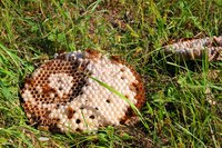 Yellow jackets and bees pose potential problems for families.