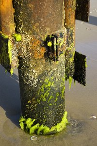 Testing for mold can minimize health risk.