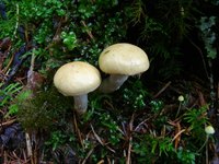In some states, wild mushrooms sellers need a license.