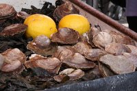 Steaming oysters is a simple process that yields delicious results.