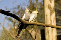 Cockatiels can spread scaly feet mites to other birds.