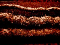 Termites can travel through mulch to the house.