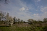 Apple trees grow best in full sun.