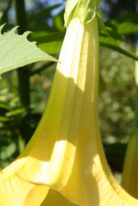 Gabriel's trumpet flowers grow upside down.