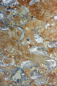 Honed limestone typically has fewer fossils in its surface