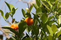 Dead orange trees lack green foliage.
