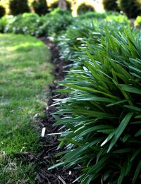 This is a manicured and well-drained lawn.