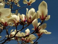 Magnolias do best in full sun.