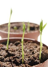 Use correct light spectrums to grow healthy plants.