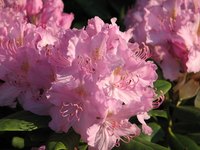 Rhododendron growth varies, with fast-growing plants reaching 7 feet in 10 years.