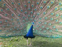 Raising peafowl can be rewarding and profitable.
