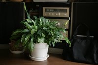 House plants add beauty to your home