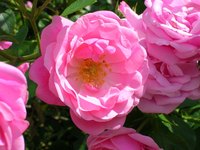 A large quantity of rose petals is needed to extract a small amount of essential oil.