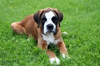 Boxers are intelligent dogs.