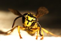 Yellow Jackets are the only wasp that build a social colony below ground.
