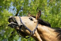 Buckskin horses have black manes, tails and sometimes muzzles.