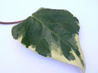 Silk leaves will make a ghoulish swamp monster costume.