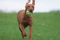 Liquids should not be inserted into a dog's ear without veterinary supervision.